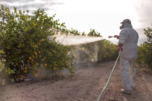 Best Cockroach Control Services  in Plano, TX