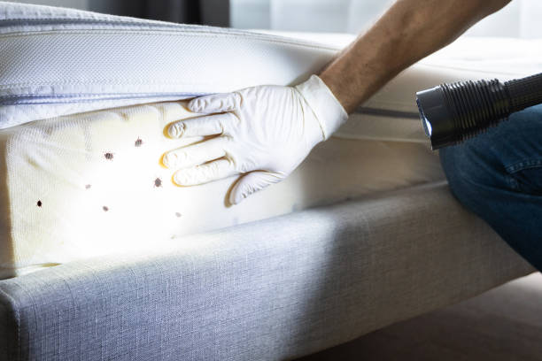 Best Residential Pest Control  in Plano, TX