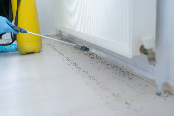 Best Rodent Control Near Me  in Plano, TX